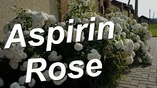 Aspirin Rose
