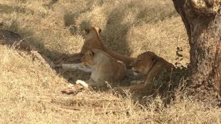 African Safari Vlog-Day 5 - Serengeti National Park Wild Animals, National Geographic