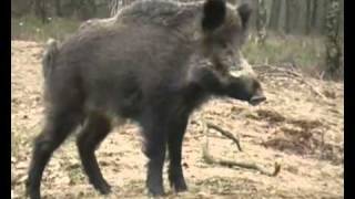 Il Cinghiale
