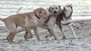 Laika & the Labs