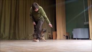 щенок бордер-терьера Марик - трюки в школе)