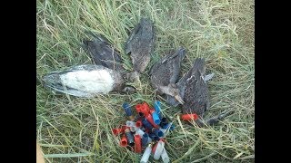 Миллионы перелетных уток  duck hunting