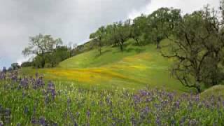 Bach - Double Violin Concerto in D minor 2nd movement, Largo