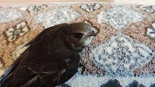 СТРИЖ- Apus apus