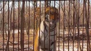 РОЛИК ПОСЕТИТЕЛЯ ПАРКА ПРО ТИГРИЦУ УССУРИ