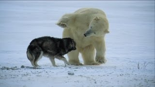 Not just a man's best friend! - Nature's Weirdest Events - Episode 1 - BBC Two