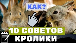 10 советов крольчата. Правильная продажа кроликов. Кролиководство и разведение кроликов Кролики рекс