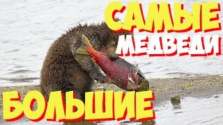 Самые большие медведи в мире | ТОП 5 самых больших в мире медведей