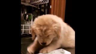 可愛い、おもしろい犬の動画　Ranking 2017