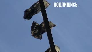 А как хорошо все начиналось............