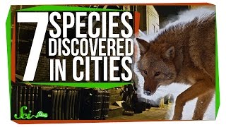 7 New Species Discovered in Cities