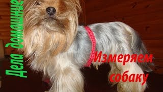 Как снять мерки с собаки. Полная версия на канале ''Дела домашние''.