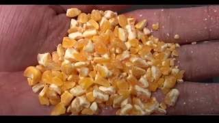 corn processing machine, maize processing machine