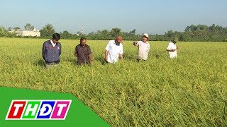 Ra đồng ngày Mùng 4 Tết | THDT