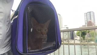 猫チューバーかわいいアビシニアンレッドくんと川辺を散歩動画