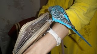 Попугай Илюша кормит кашкой отражение в трубе так нежно!!!