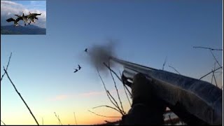Охота на гуся (дробь №3, №1,№0) анализ ранений