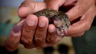 Семья спасла обычного котёнка, но он оказался диким и принадлежит к исчезающему виду