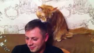 Как кот любит своего хозяина!