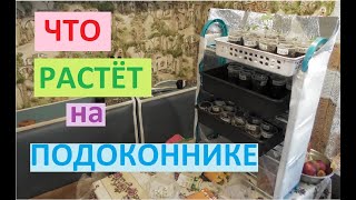 Что и как растёт у нас на подоконниках