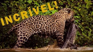 ONÇA VS JACARÉ, UM DUELO DE TITÃS! | RICHARD RASMUSSEN