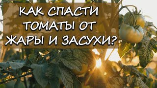 Что нужно сделать чтобы помидоры пережили жару? Как спасти томаты от жары и засухи?