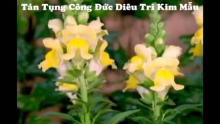 KINH TÁN TỤNG CÔNG ĐỨC DIÊU TRÌ KIM MẪU ( Âm Thanh Chuẩn )