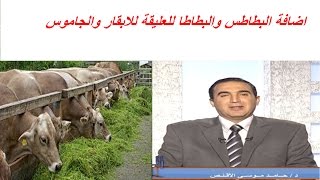 اضافة البطاطس والبطاطا للعليقة للابقار والجاموس