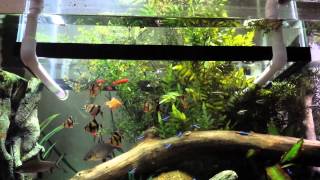 Bottomless fish tank 75gallon/20 gallon