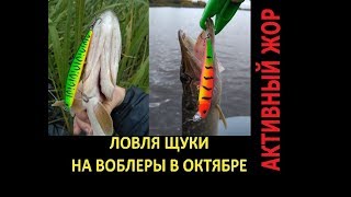 Ловля ЩУКИ на ВОБЛЕРЫ в ОКТЯБРЕ (Практика)