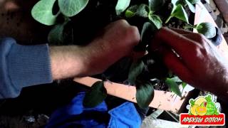 Процес прививки арбуза на тыкву 07 05 2015