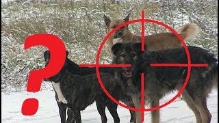Отстрел бродячих собак. Что говорит Закон