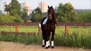ПРОДАЕТСЯ ФРИЗСКИЙ ЖЕРЕБЕЦ HESSEL 2010