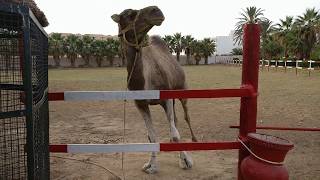 Танцующий верблюд. Dancing camel