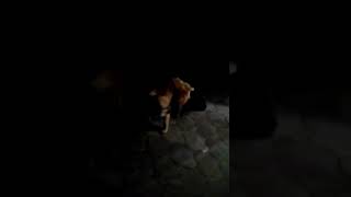 собака тра***ула кошку