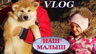 VLOG: НАШ АРЧИБАЛЬД/ МОЕМ СОБАКУ/ РИСУЮ КАРТИНЫ / ПОКУПКИ