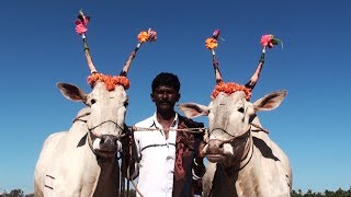 Maddur farmer with Hallikar oxen in Siddaganga Jatre