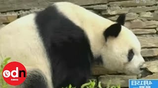 Giant panda begins journey from China to Austria