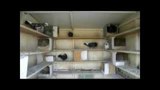 Greek Pigeons Wuta Polimeris ελληνικά περιστέρια βούτες (2) 2011