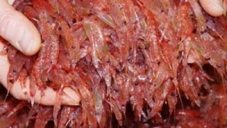 Что такое масло криля: полезные свойства