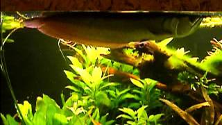 Арована Arowana аравана