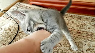 Спасенный Котенок играет но что то пошло не так.