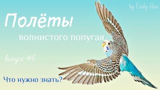 Как вернуть волнистого попугая в клетку? #Волнистый #попугай #уроки по уходу и содержанию