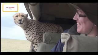 Stupid Humans vs Smart Wild Animals