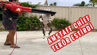 AMSTAFF CHİEF İ HİÇ BU KADAR SALDIRGAN GÖRMEMİŞTİM?