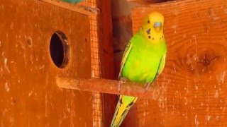 Разведение волнистых попугаев | Budgies breeding