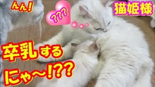 卒乳できないゴロゴロ子猫!!かわいい猫姫様❤(^^♪Animation of my cute kitten.
