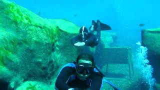 2 Mermaid s games underwater
