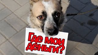 Как волонтеры сорят деньгами и бездомная кошка.