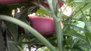 Demostración de Marihuana hembra.